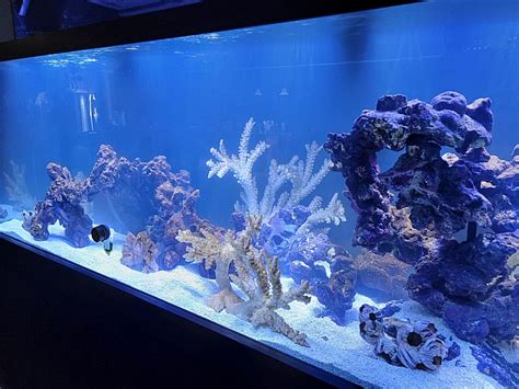 liveaquaria|does liveaquaria ship to canada.